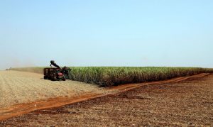 Leia mais sobre o artigo Pandemia: produtores rurais se preparam para diminuir riscos